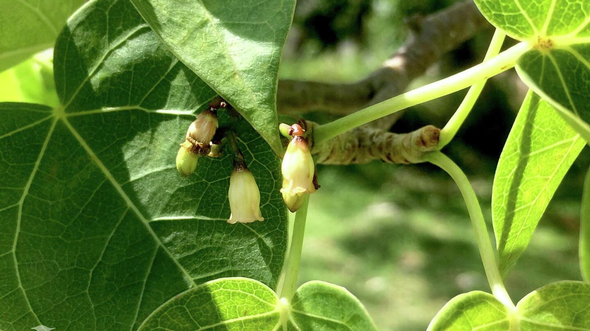 Pomolché (Jatropha gaumeri), una planta endémica de Yucatán, México - Sputnik Mundo, 1920, 29.12.2021