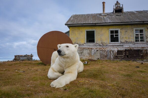 Dmitri Koj, un famoso fotógrafo de la naturaleza salvaje, realizó un reportaje fotográfico sobre la vida de los osos polares en una estación meteorológica abandonada en el mar de Chukchi, en Rusia. - Sputnik Mundo