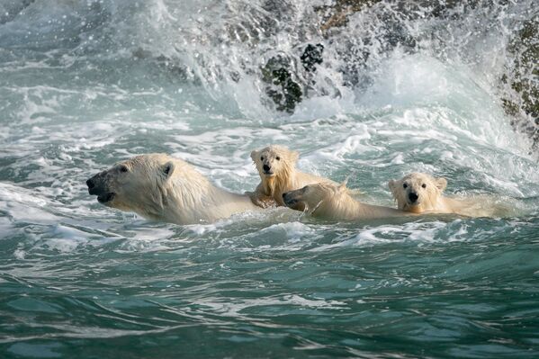 Varios osos polares en el mar de Chukchi, en Rusia. - Sputnik Mundo