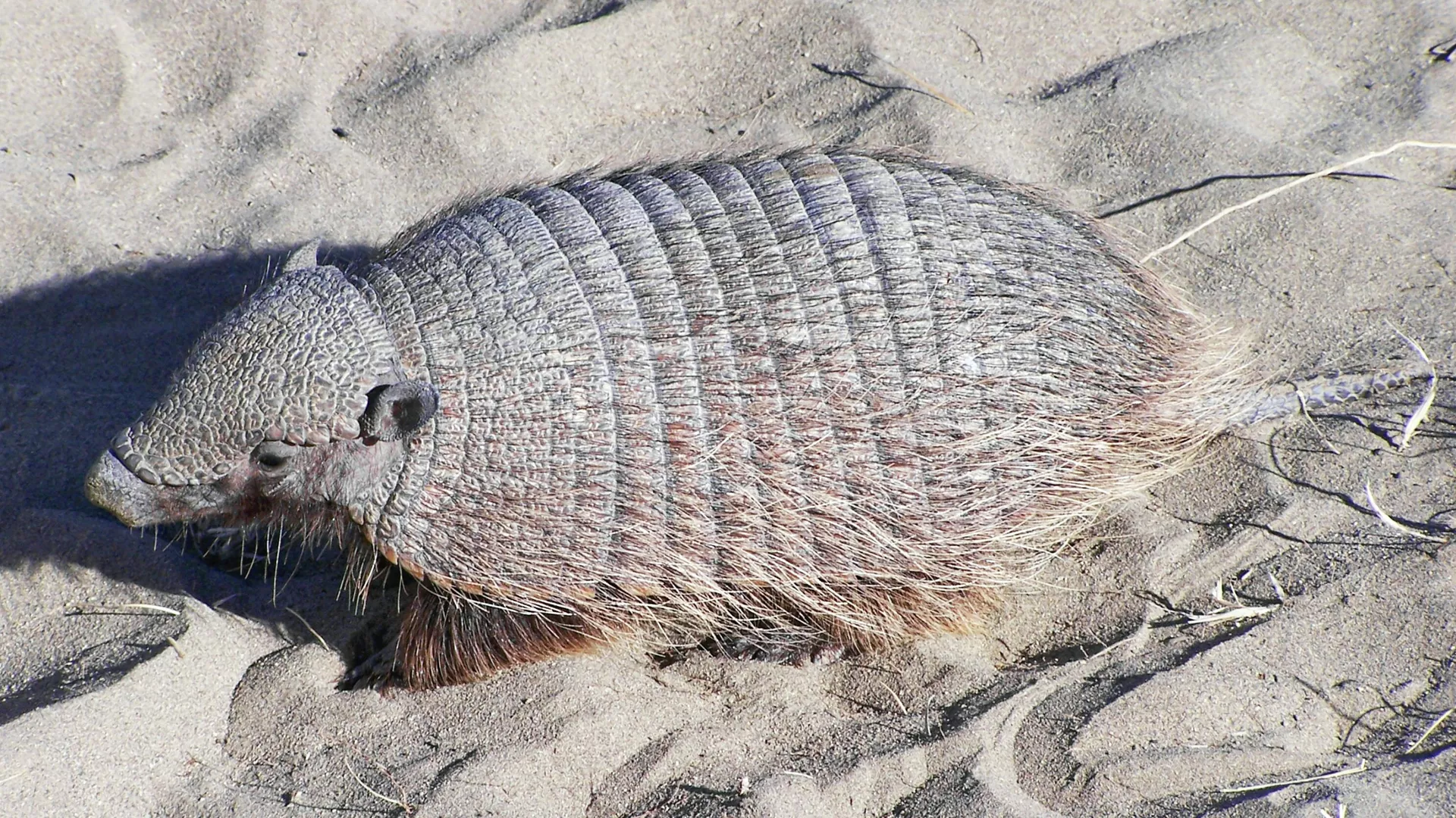 Armadillo Gigante: El mamífero sorprendente de América Latina