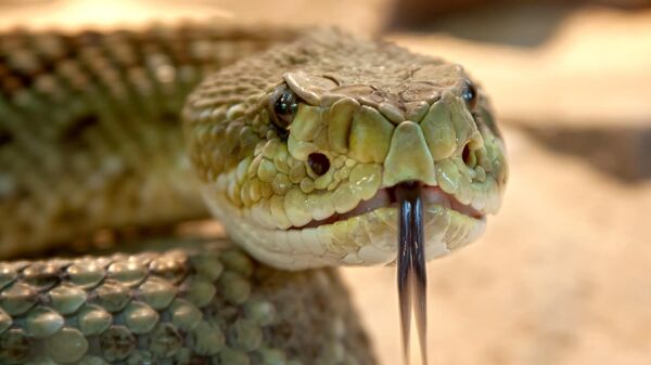 Una serpiente venenosa, ilustración - Sputnik Mundo