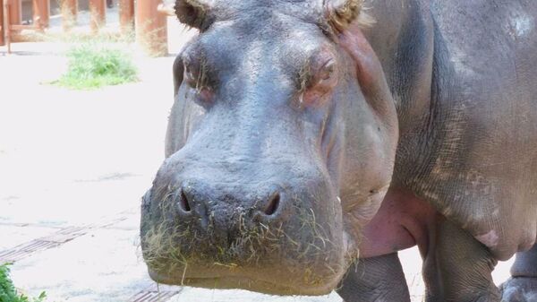 Inés, la hipopótamo de la Ciudad de México que vivió más de 50 años.  - Sputnik Mundo
