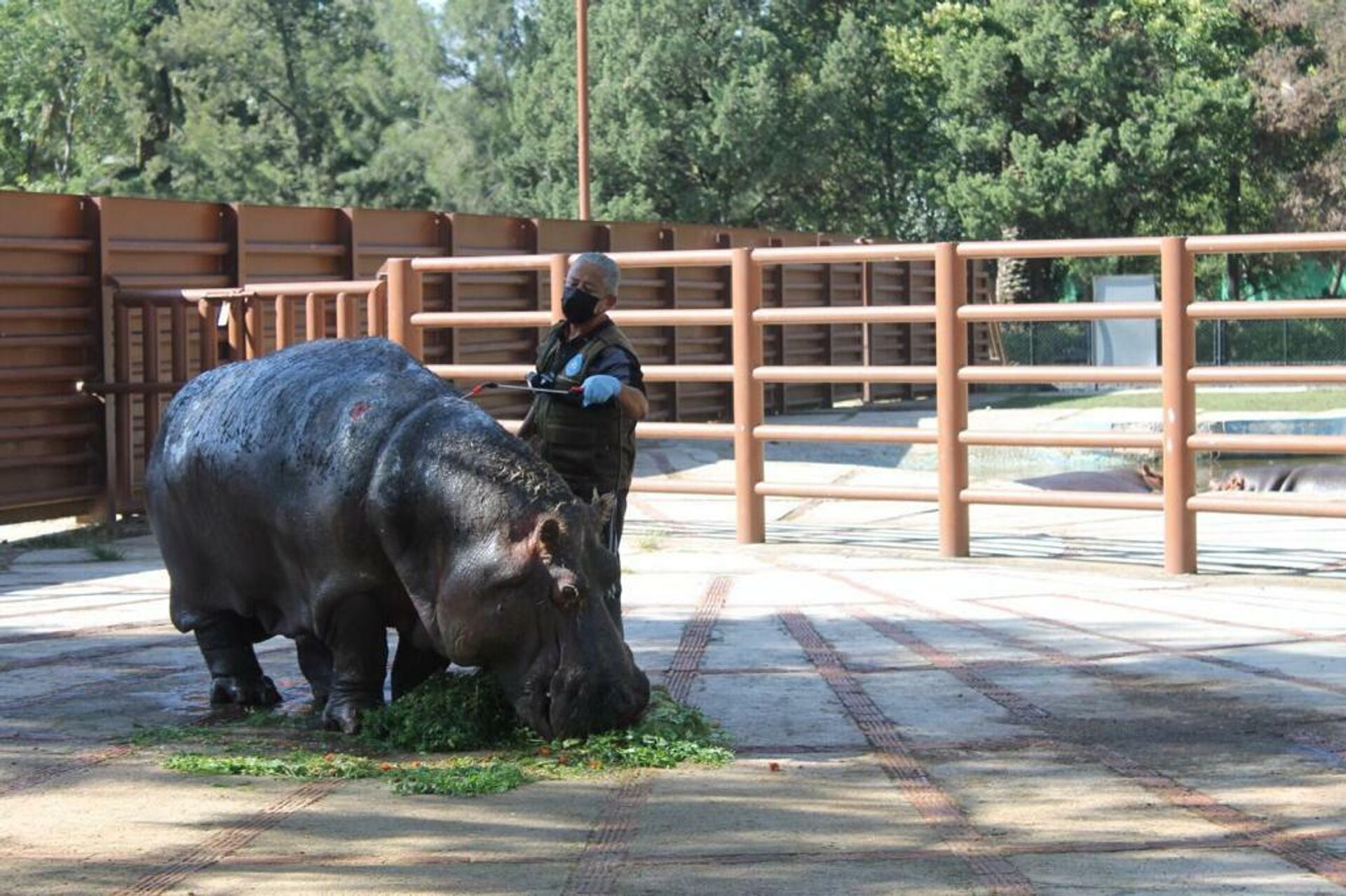 Inés, la hipopótamo de la Ciudad de México que vivió más de 50 años.  - Sputnik Mundo, 1920, 03.01.2022