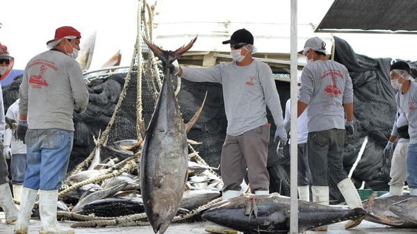 Pescadores mexicanos recogiendo cargas de atún - Sputnik Mundo