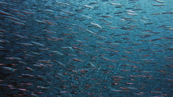 Un enjabre de peces (imagen referencial) - Sputnik Mundo