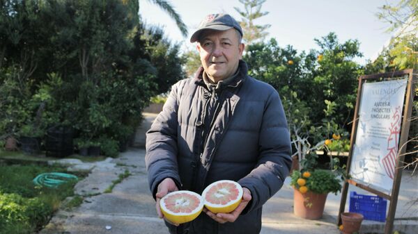 Vicente Todolí, en su fundación de cítricos de Palmera (Valencia) - Sputnik Mundo