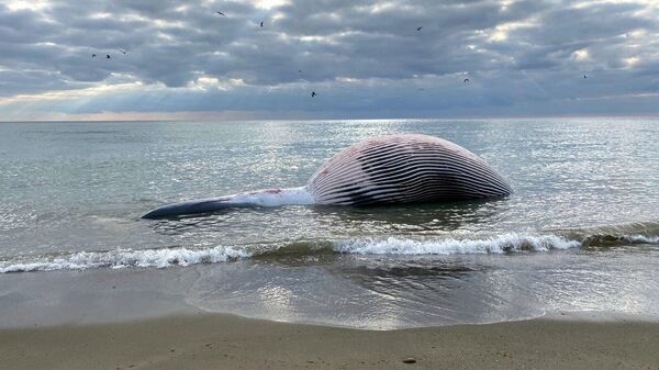 Cadáver de la ballena aparecida en Estepona (Málaga) - Sputnik Mundo