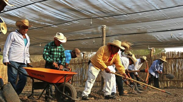 Trabajadores del campo en Guerrero, México. - Sputnik Mundo