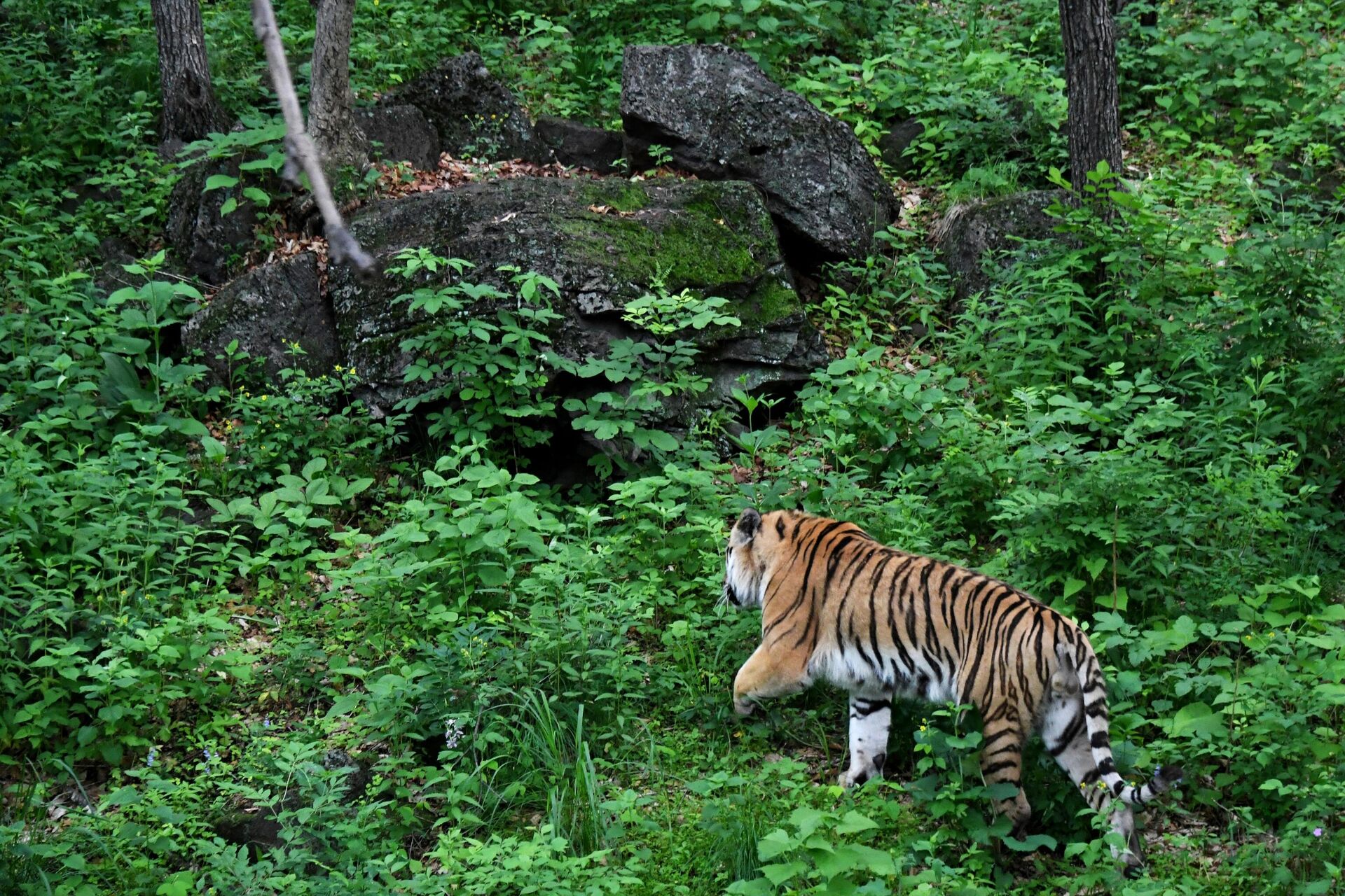 Un tigre camina en un bosque - Sputnik Mundo, 1920, 30.01.2022