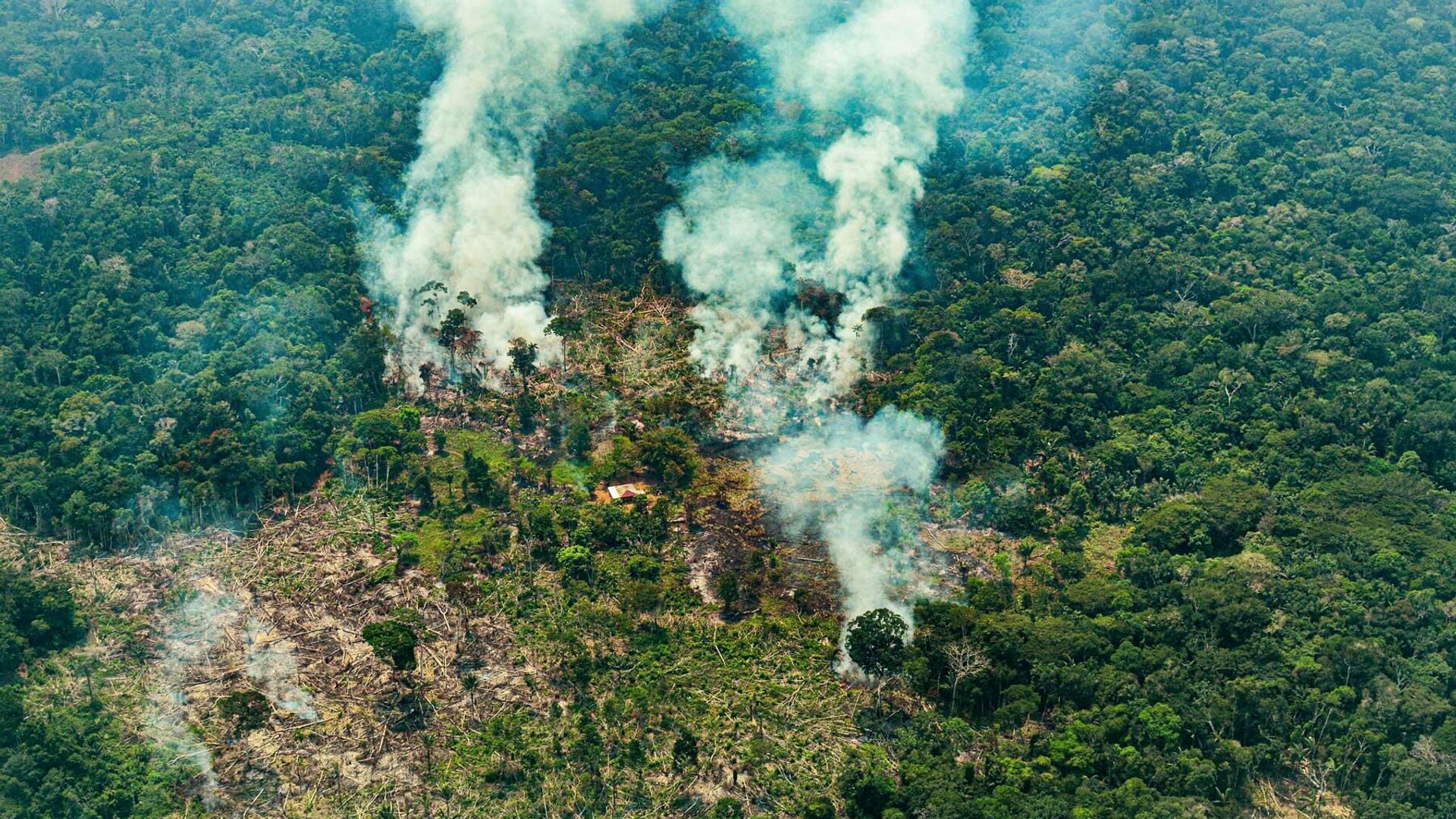 El Ministerio de Ambiente habla de 15.000 hectáreas de bosques perdidas por el fuego - Sputnik Mundo, 1920, 10.02.2022