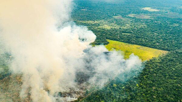 El Ministerio de Ambiente habla de 15.000 hectáreas de bosques perdidas por el fuego - Sputnik Mundo