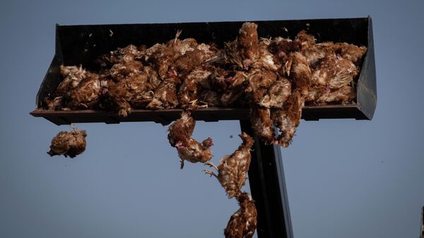 Gallinas sacrificadas por un brote de gripe aviar en una macrogranja en Valladolid - Sputnik Mundo