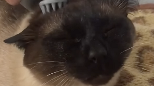 Un gato se deja masajear por su humano - Sputnik Mundo