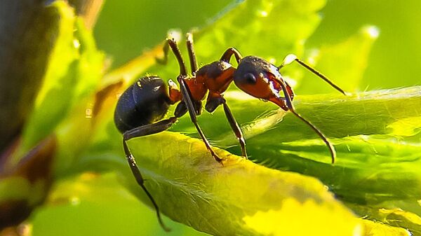 Una hormiga, imagen ilustrativa - Sputnik Mundo