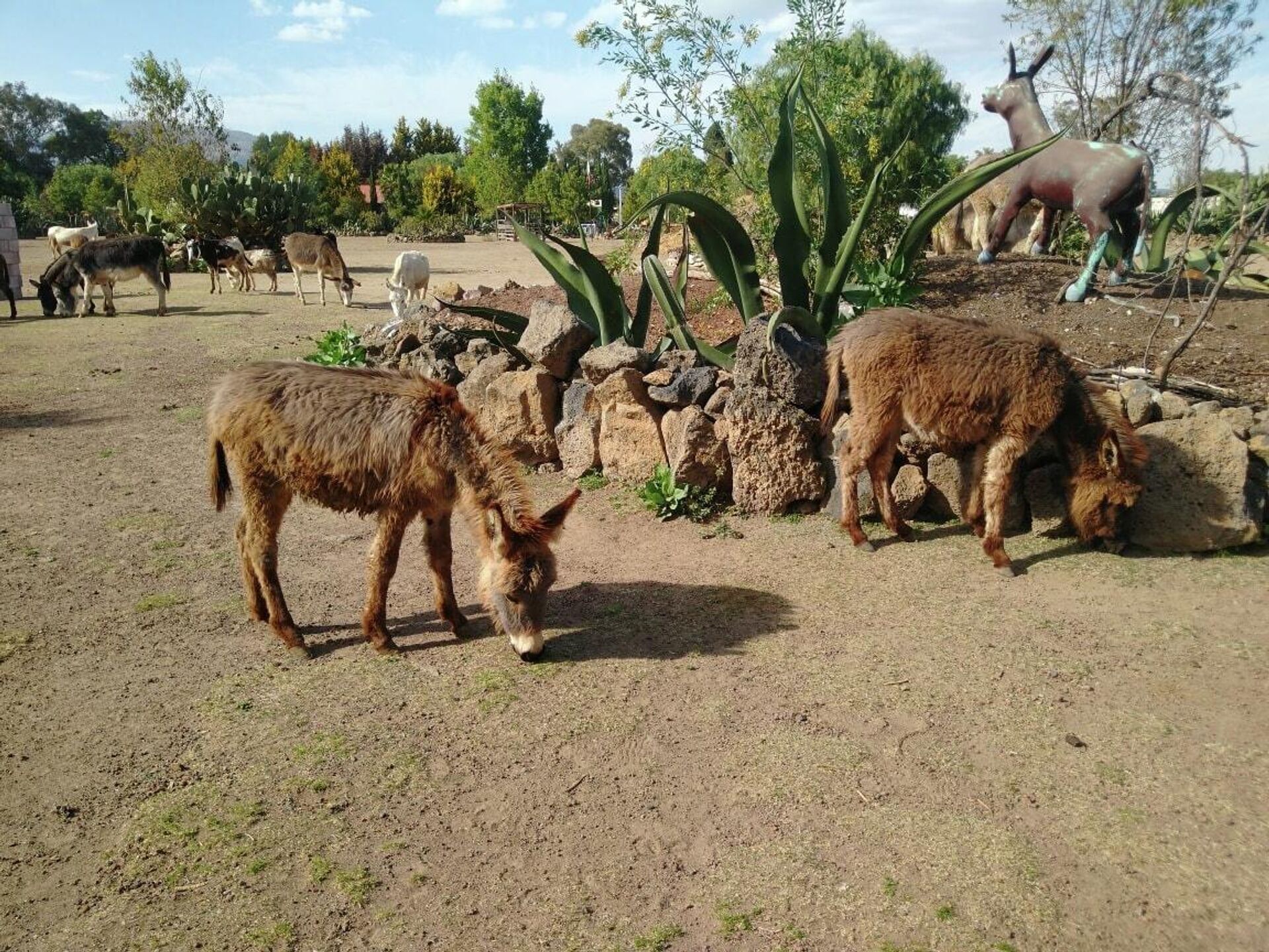 Este refugio se ubica en las inmediaciones de la zona arqueológica de Teotihuacán. Este refugio se ubica en las inmediaciones de la zona arqueológica de Teotihuacán. - Sputnik Mundo, 1920, 01.03.2022