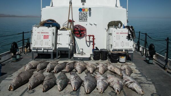 Una pesquería en el Golfo de California - Sputnik Mundo