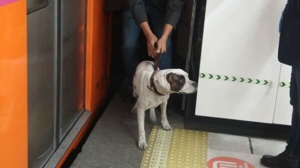Perro rescatado en la línea 1 del metro de la Ciudad de México. - Sputnik Mundo