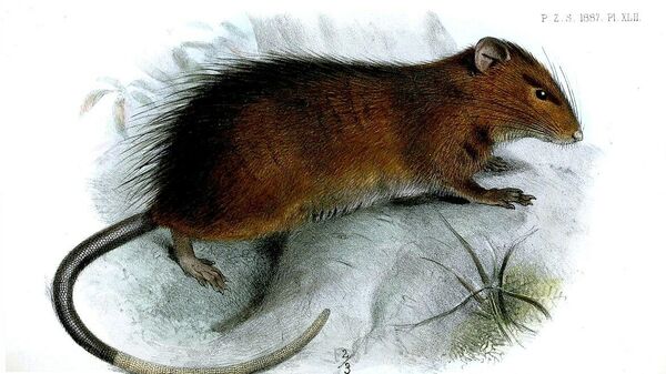 La rata de la Isla de la Navidad, o 'Rattus macleari' - Sputnik Mundo