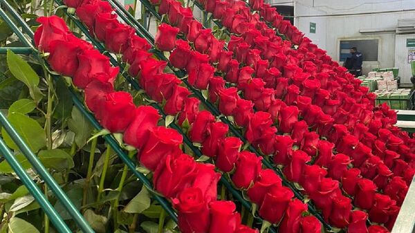 Rosas que se exportan a Rusia - Sputnik Mundo