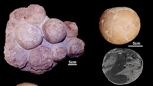 Fósiles de nidos de titasaurios descubiertos en Brasil - Sputnik Mundo