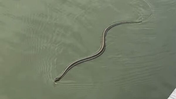Una serpiente instantes antes de ser atacada por un aligator - Sputnik Mundo