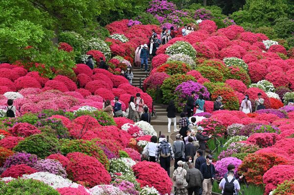 Varias personas visitan un campo de azaleas en el Santuario Nezu, en Tokio. - Sputnik Mundo