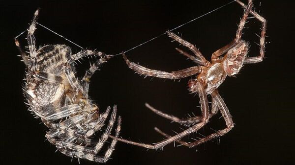 Unas arañas apareándose, imagen referencial - Sputnik Mundo