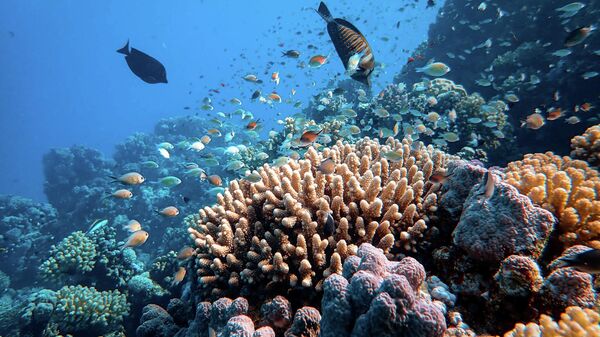 Arrecife coralino (imagen referencial) - Sputnik Mundo