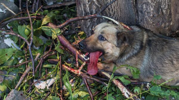 Un perro herido en un patio de Cherevkovka, en la región de Donetsk - Sputnik Mundo