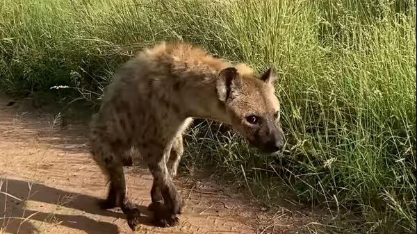 Una hiena con las patas traseras paralizadas - Sputnik Mundo