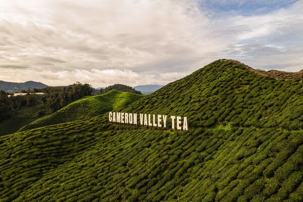 La primera plantación de té en Malasia fue establecida en 1929 por los británicos. En la actualidad, la producción de té en el país se concentra en las tierras altas de Cameron, cerca de la capital, Kuala Lumpur, y el té más famoso es de la marca local Boh.En la foto: plantación de té de Cameron Bharat en Malasia. - Sputnik Mundo