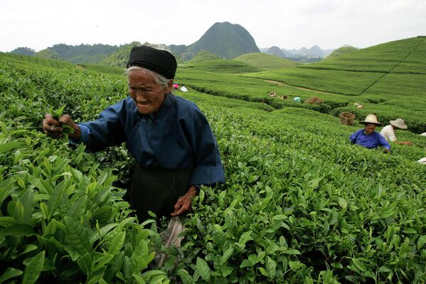 Tradicionalmente, el primer productor mundial de té es China, donde existen plantaciones desde hace más de 2.000 años. El té chino es muy apreciado en todo el mundo.En la foto: la recolección de té en una plantación de la provincia meridional china de Guizhou. - Sputnik Mundo