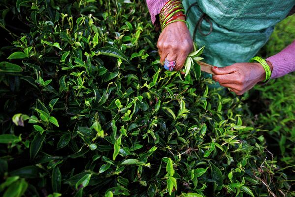 Nepal es el país de mayor altitud del mundo y las plantaciones de té están situadas a 2.500 metros de altura, lo que da al té nepalí su sabor característico.En la foto: cosecha de té en Nepal. - Sputnik Mundo