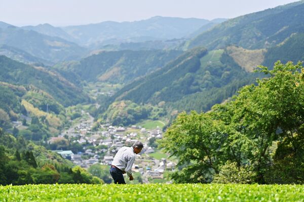 La historia del té en Japón se remonta al siglo VIII, cuando los enviados japoneses lo trajeron de China.Hoy en día los productores del tradicional té verde japonés están recurriendo a los helados, pasteles y chocolates con sabor a matcha, en un intento de aprovechar la moda en su país y en el extranjero para compensar el descenso del consumo de té.En la foto: una plantación de té en la prefectura de Shizuoka. - Sputnik Mundo