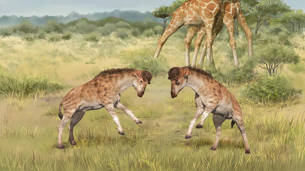 Discokeryx xiezhi, pariente lejano de las jirafas (ilustración) - Sputnik Mundo