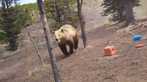 Un oso persigue a unos caballos salvajes - Sputnik Mundo