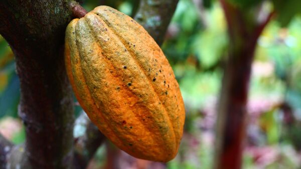 Árbol de cacao  - Sputnik Mundo