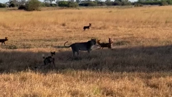 Una manada de perros salvajes africanos salva a uno de los suyos de las garras de una leona - Sputnik Mundo