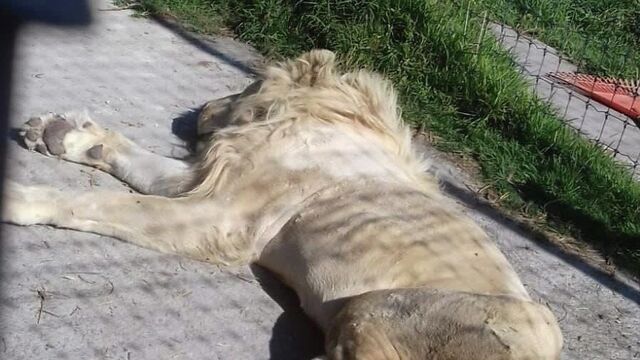 Leones comiéndose a sí mismos por hambre: así es este infierno felino en  México | Video , Sputnik Mundo