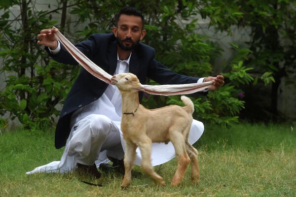 Mohamad Hasan Narejo, un criador de Karachi, Pakistán, muestra las orejas de una cabra llamada Simba. - Sputnik Mundo