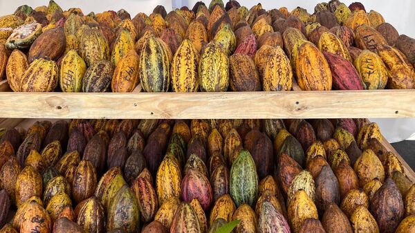 Cacao y chocolates en la Expoferia Cacao y Ron Miranda 2022 - Sputnik Mundo