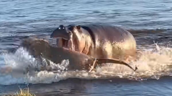 Un hipopótamo ataca a varios leones en su rio - Sputnik Mundo