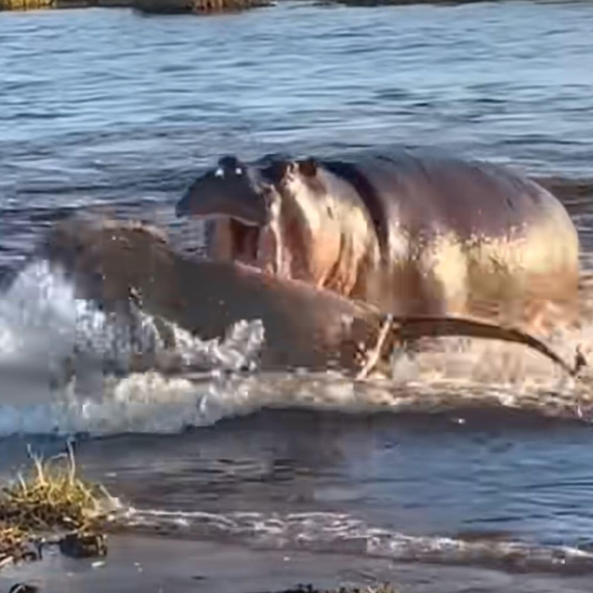 Una batalla desigual: unos leones atacan a un cocodrilo fuera del agua |  Video , Sputnik Mundo