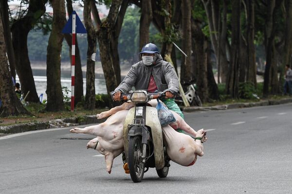 Un residente de Hanói, Vietnam, lleva un cerdo entero y trozos de carne en su moto. - Sputnik Mundo