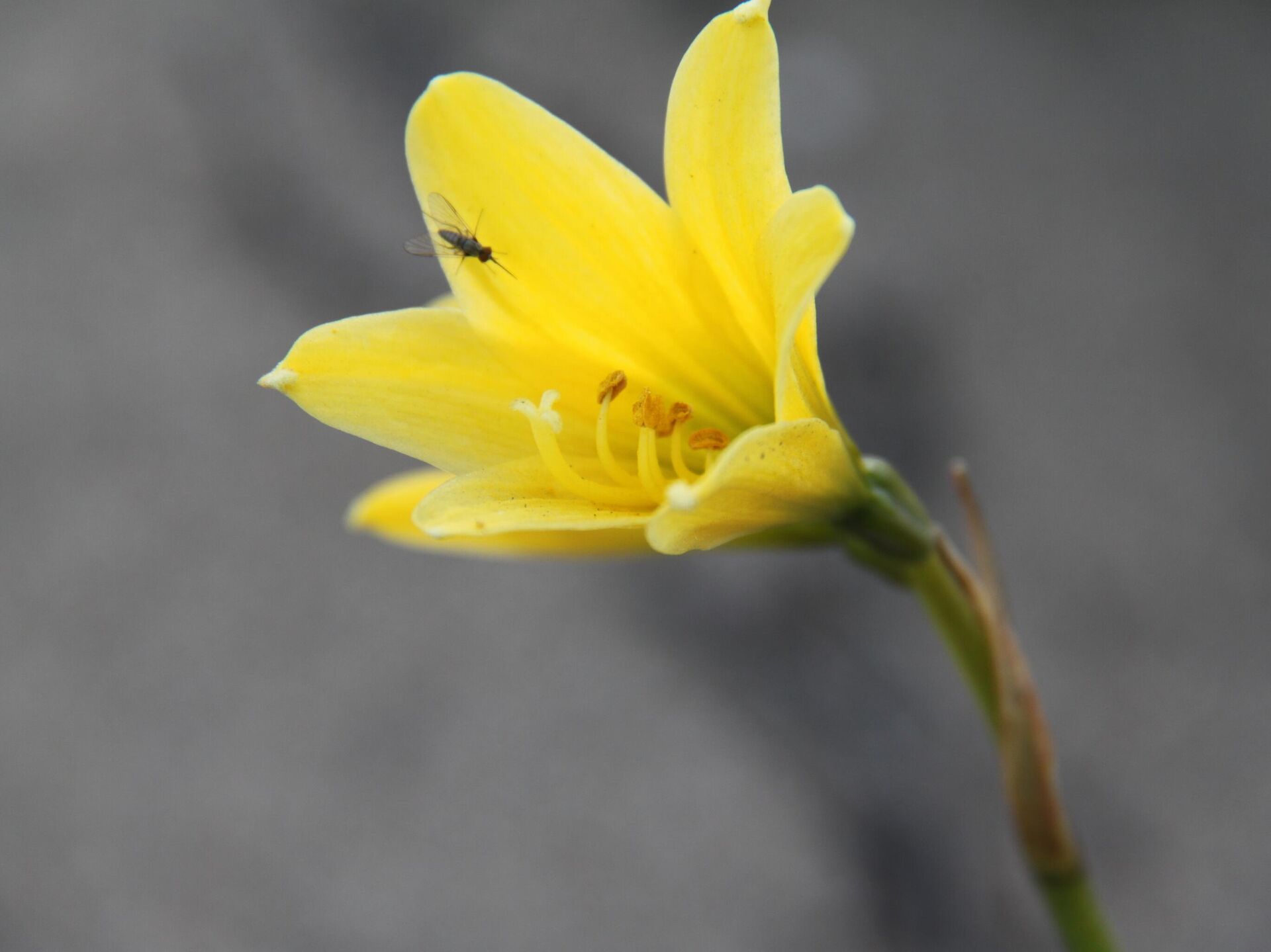 Flores en el desierto? Chilenos esperan expectantes este fenómeno