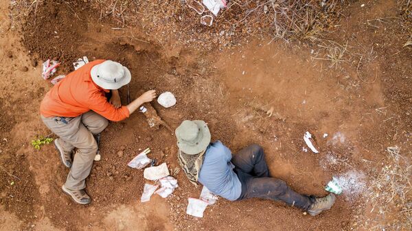Paleontólogos encuentran restos de un esqueleto de dinosaurio en el norte de Zimbabue - Sputnik Mundo