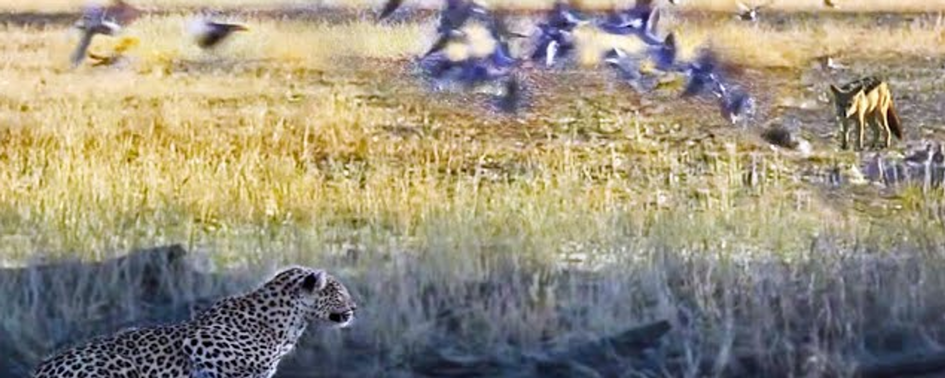 Cazador convertido en presa: un leopardo caza a un chacal que cazaba a unos pájaros  - Sputnik Mundo, 1920, 05.09.2022