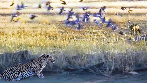Cazador convertido en presa: un leopardo caza a un chacal que cazaba a unos pájaros  - Sputnik Mundo