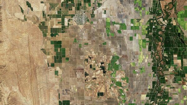 Acres de arroz desatendidos en California ante la escasez de agua. - Sputnik Mundo
