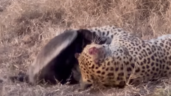 Una lucha a muerte entre un leopardo y uno de los animales más valientes de la sabana - Sputnik Mundo